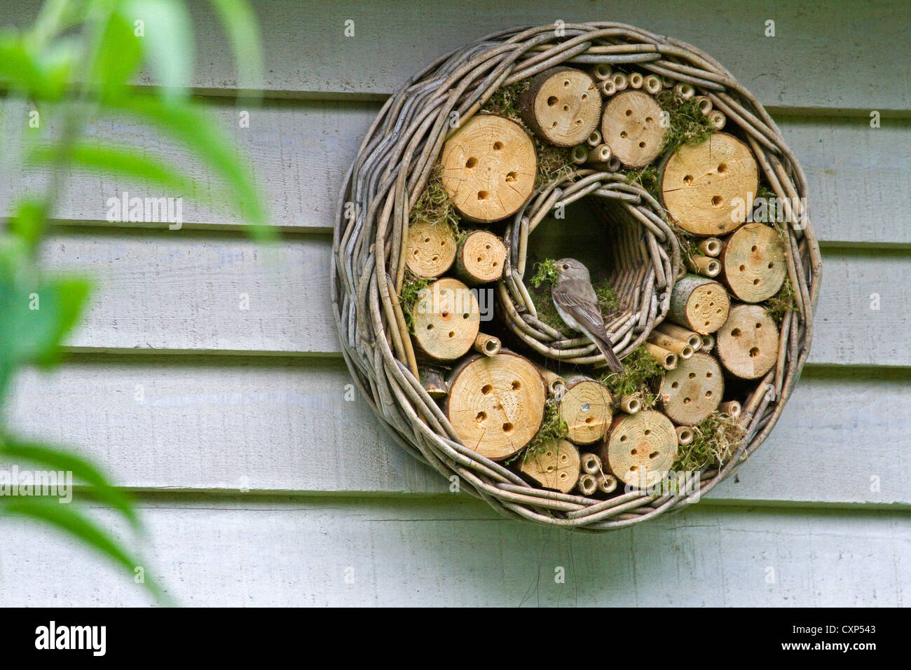 Spotted Flycatcher (Muscicapa striata) nesting in hotel per insetti per api solitarie e vespe appeso garden house Foto Stock
