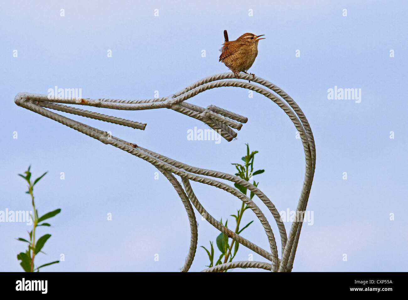 Eurasian wren (Troglodytes troglodytes) appollaiato sul giardino di metallo ornamento, Belgio Foto Stock