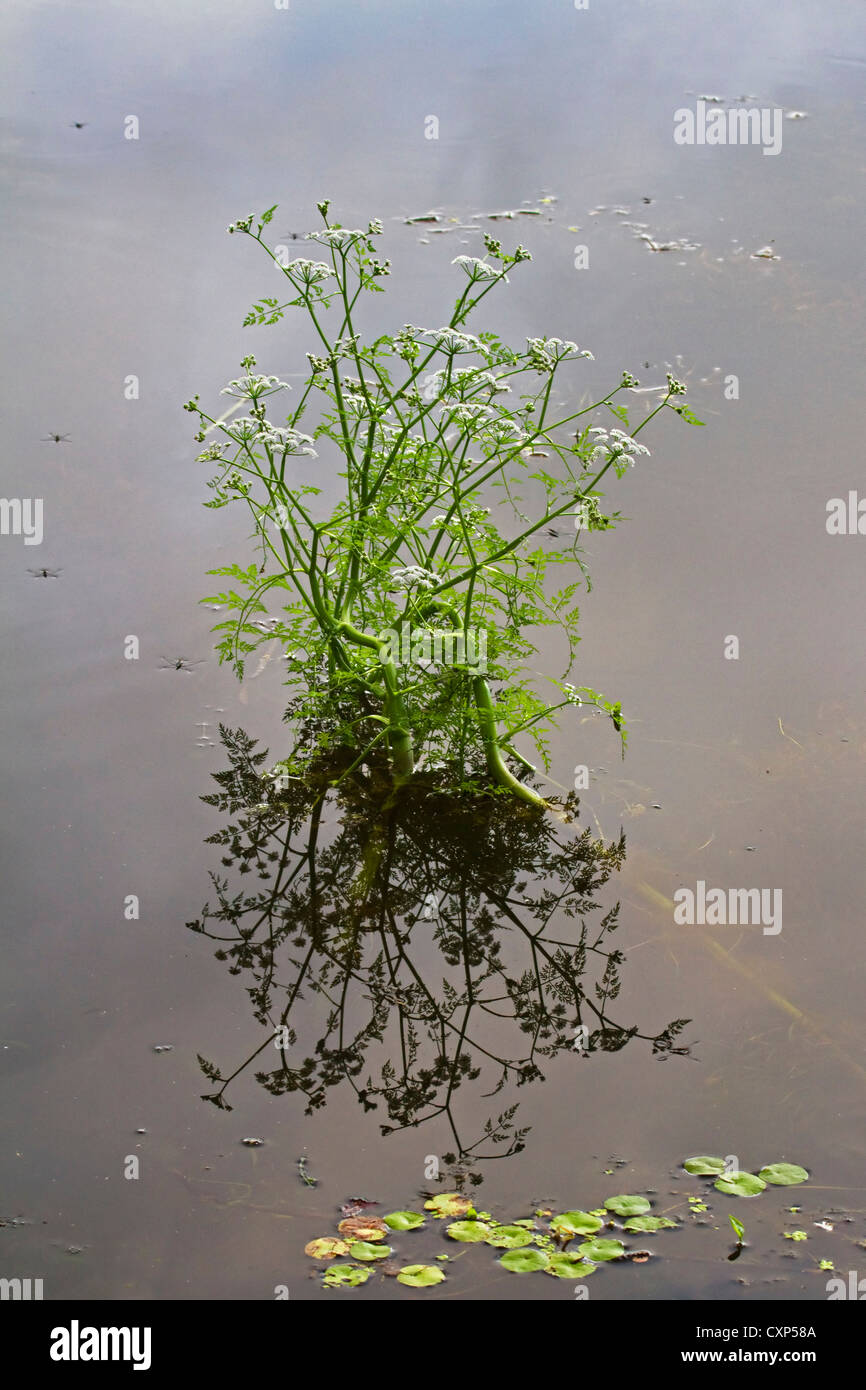 Fine-lasciava in acqua-dropwort (Oenanthe aquatica) fioritura in stagno, Belgio Foto Stock