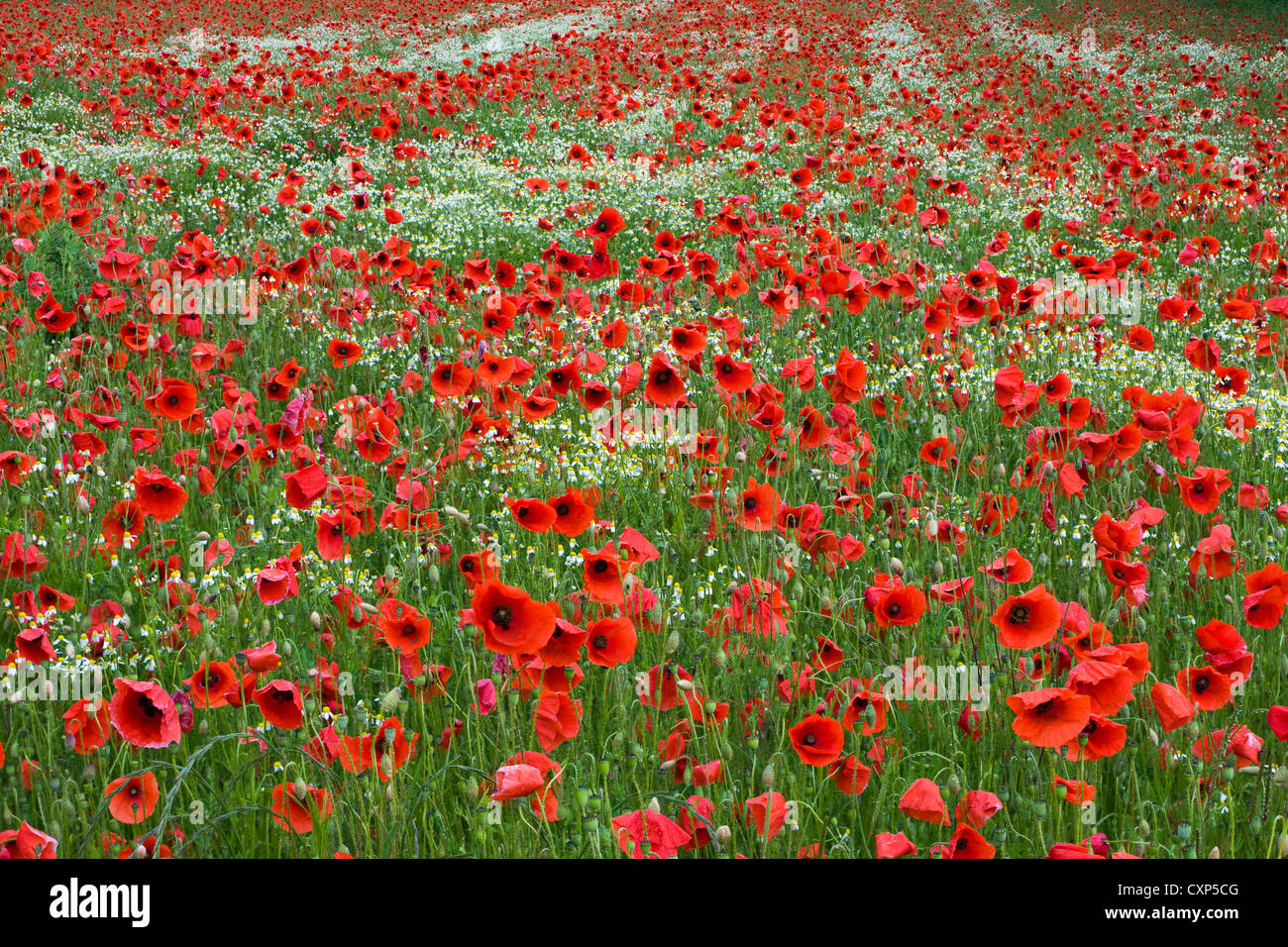 Campo con rosso papavero (Papaver rhoeas) e coloratissimi fiori selvatici in primavera Foto Stock