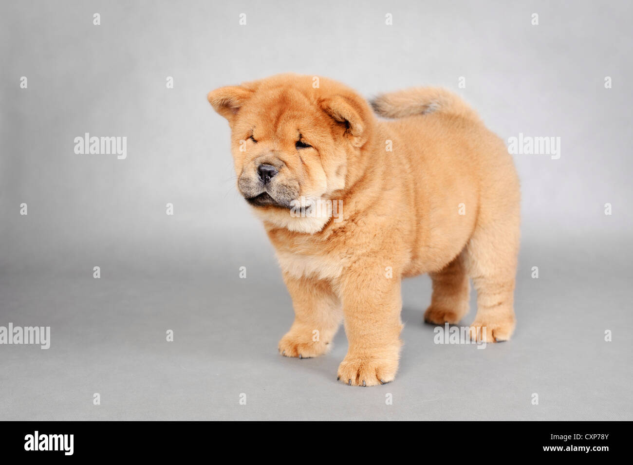 Llittle Chow Chow cucciolo ritratto su sfondo grigio Foto stock - Alamy