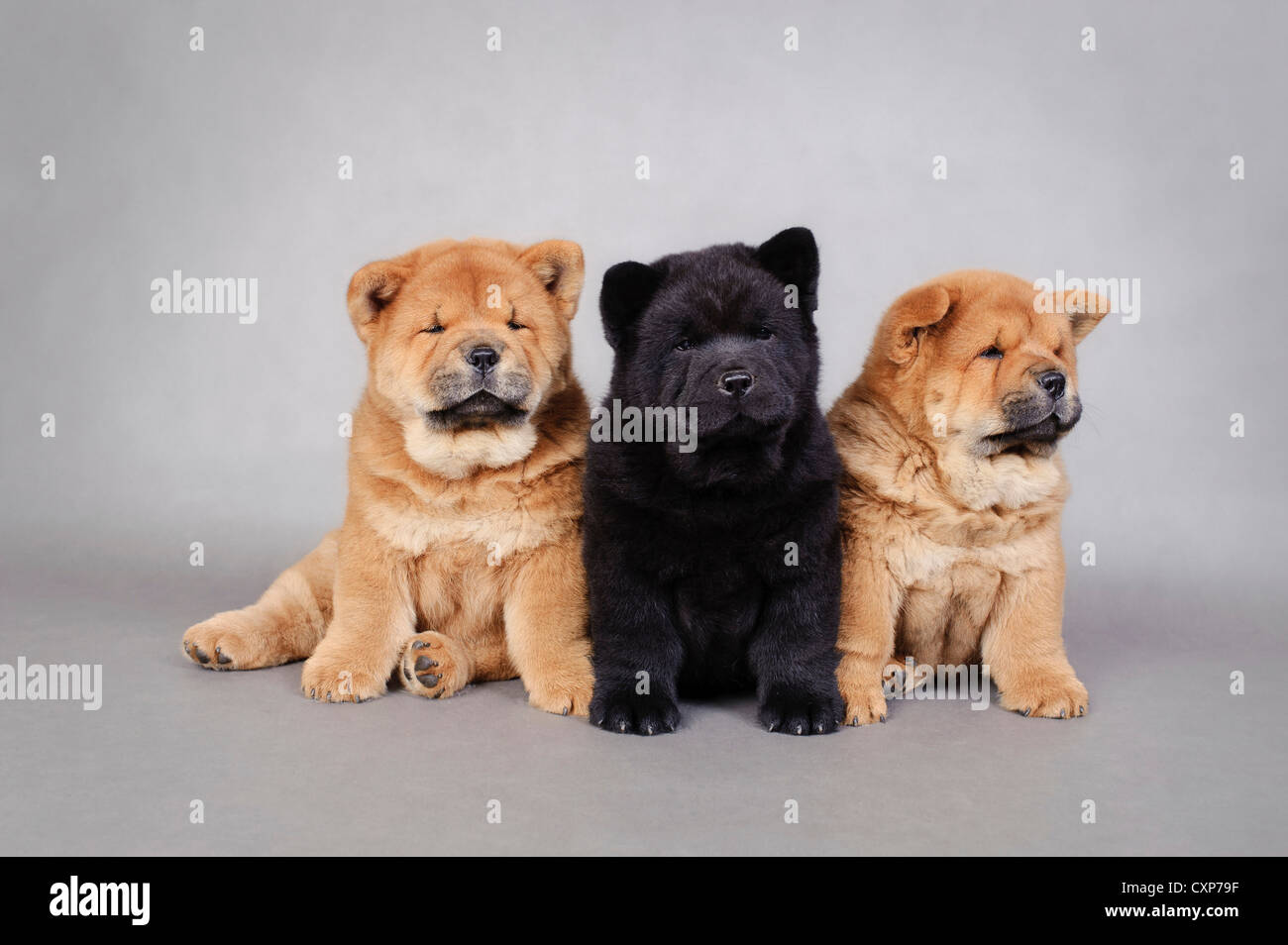 Tre piccoli Chow Chow cuccioli ritratto su sfondo grigio Foto Stock