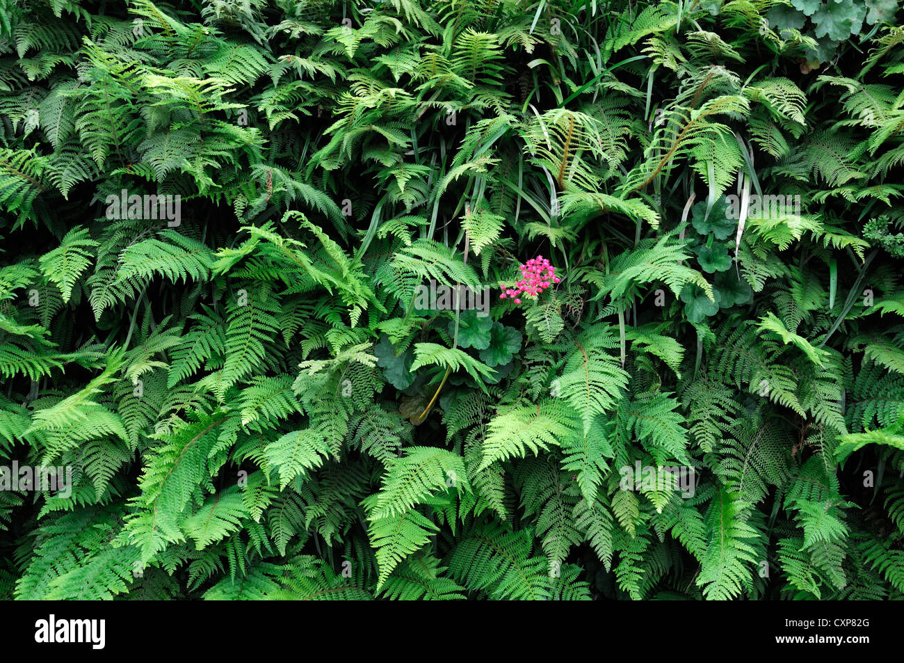 Dryopteris heuchera liriope vivente parete verde giardino verticale giardinaggio spazio urbano Foto Stock