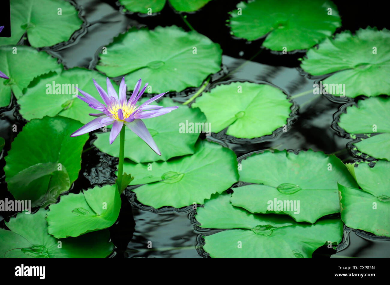 Nymphaea mezzanotte ninfea tropicale pianta flowering waterlilies waterlilys lily gigli viola acquatico blu Foto Stock
