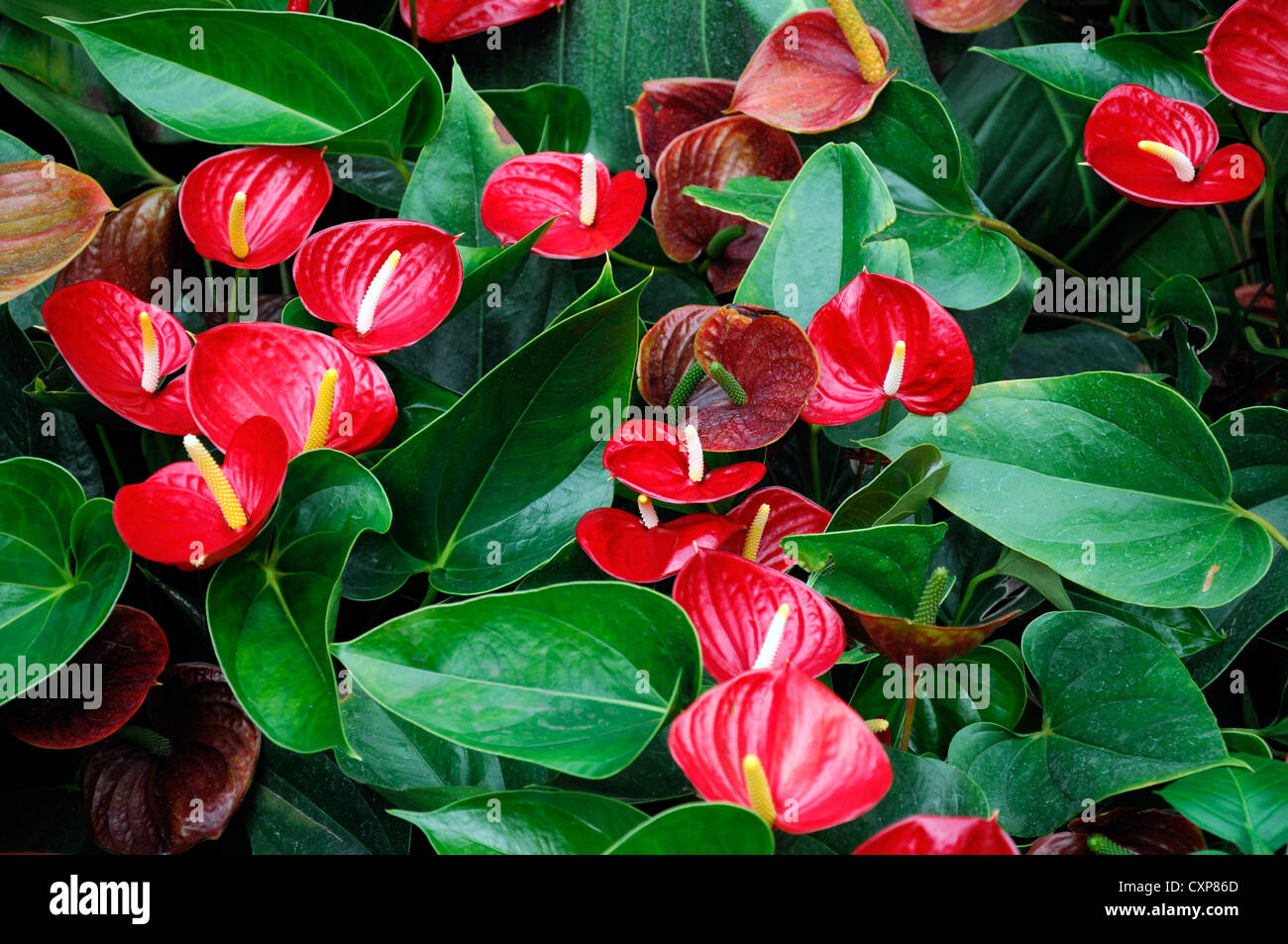 Schismatoglottis viridissima fiore rosso pianta tropicale aroid araceae Foto Stock