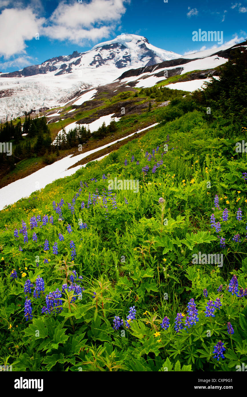 Mt. Baker fiori selvatici. A 10,781 ft Baker è la terza più alta montagna nello Stato di Washington. Foto Stock