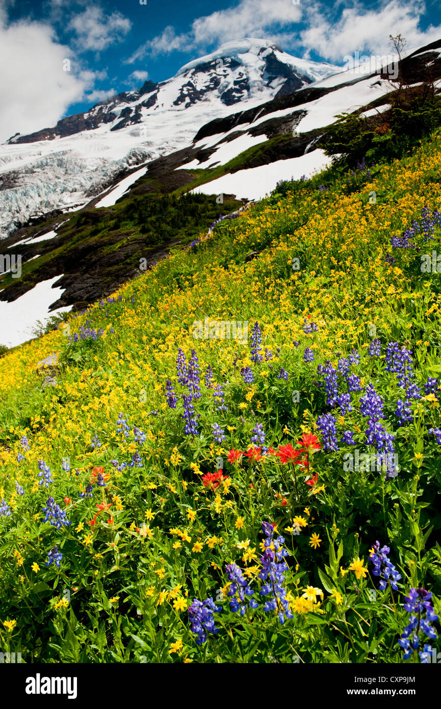 Mt. Baker fiori selvatici. A 10,781 ft Baker è la terza più alta montagna nello Stato di Washington. Foto Stock