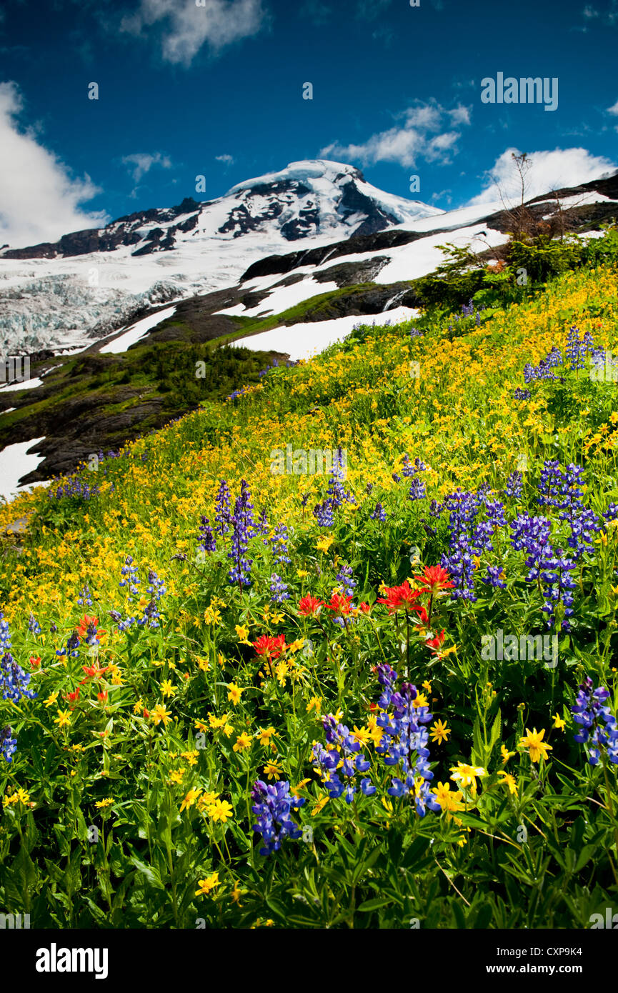 Mt. Baker fiori selvatici. A 10,781 ft Baker è la terza più alta montagna nello Stato di Washington. Foto Stock