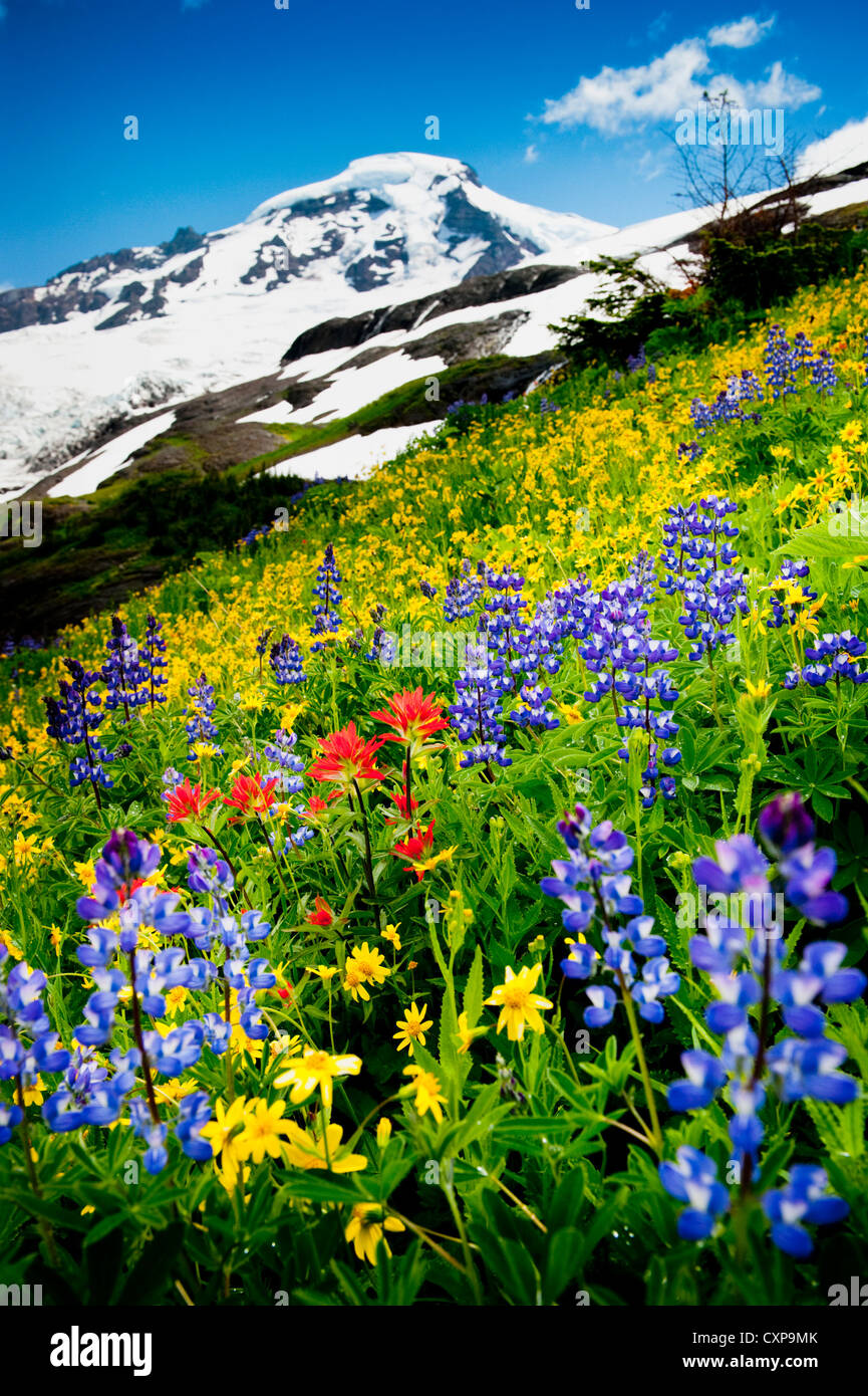 Mt. Baker fiori selvatici. A 10,781 ft Baker è la terza più alta montagna nello Stato di Washington. Foto Stock