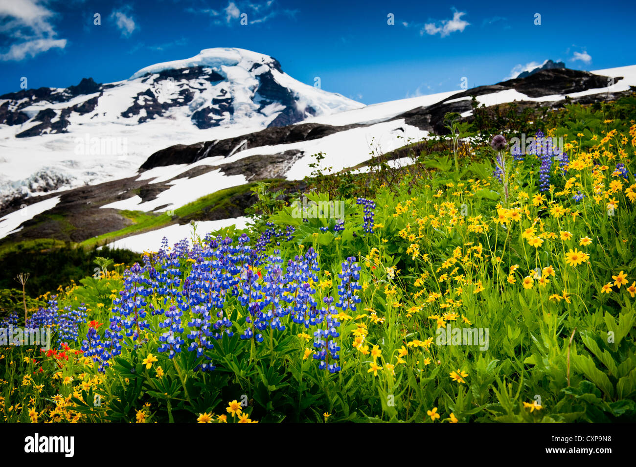 Mt. Baker fiori selvatici. A 10,781 ft Baker è la terza più alta montagna nello Stato di Washington. Foto Stock