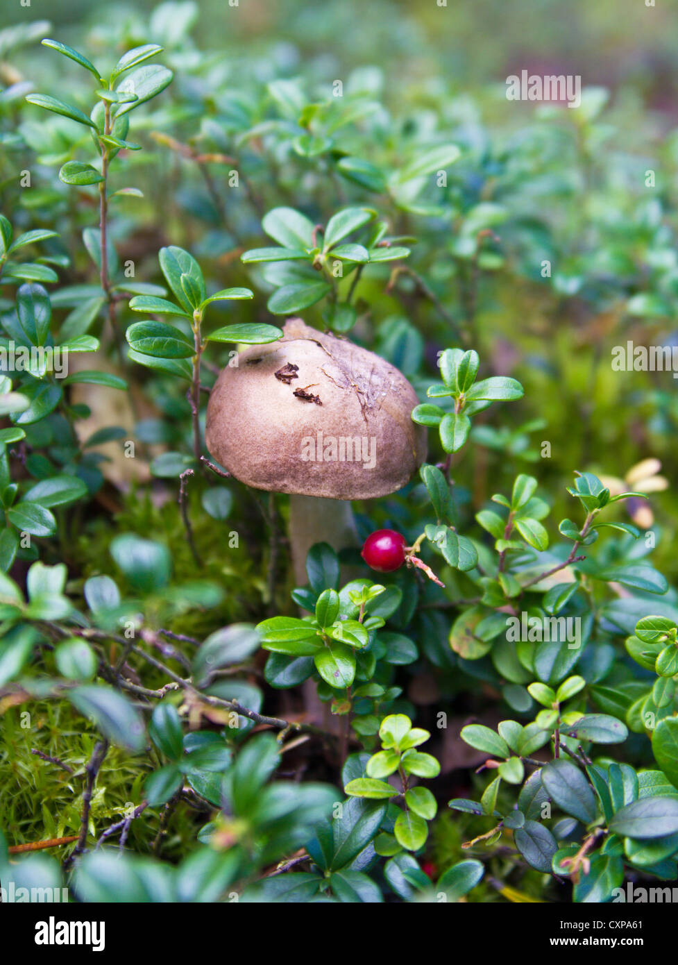 Unico di funghi e mirtilli di bosco Foto Stock