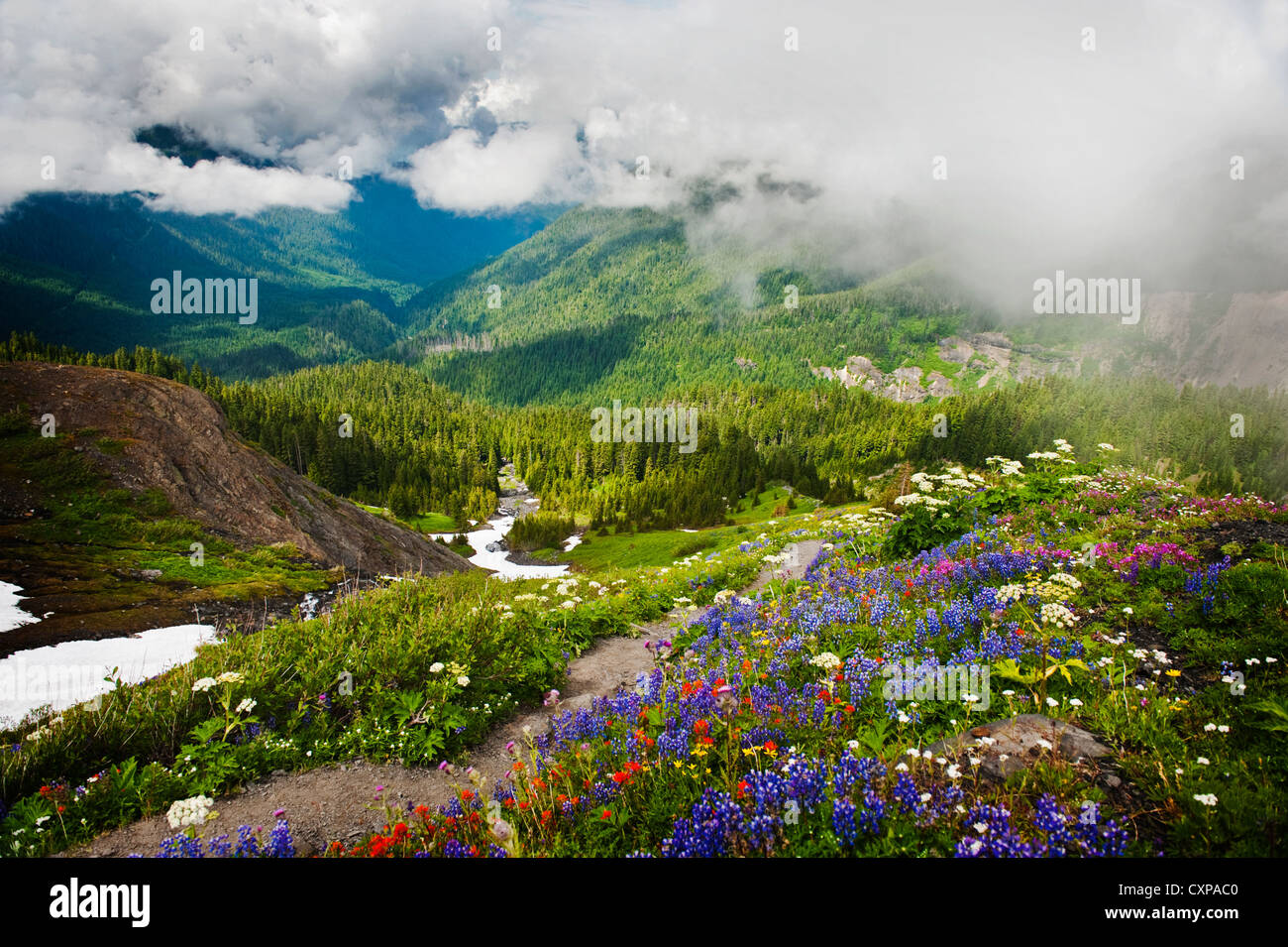 Mt. Baker fiori selvatici. A 10,781 ft (3,286 m), è la terza più alta montagna nello Stato di Washington visto dalla cresta Heliotrope. Foto Stock