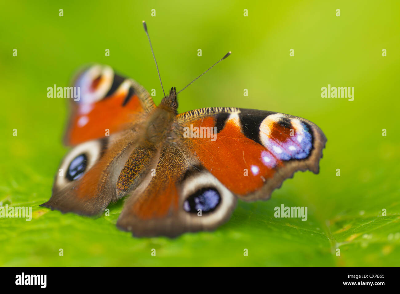 Close up di un Europeo farfalla pavone Foto Stock