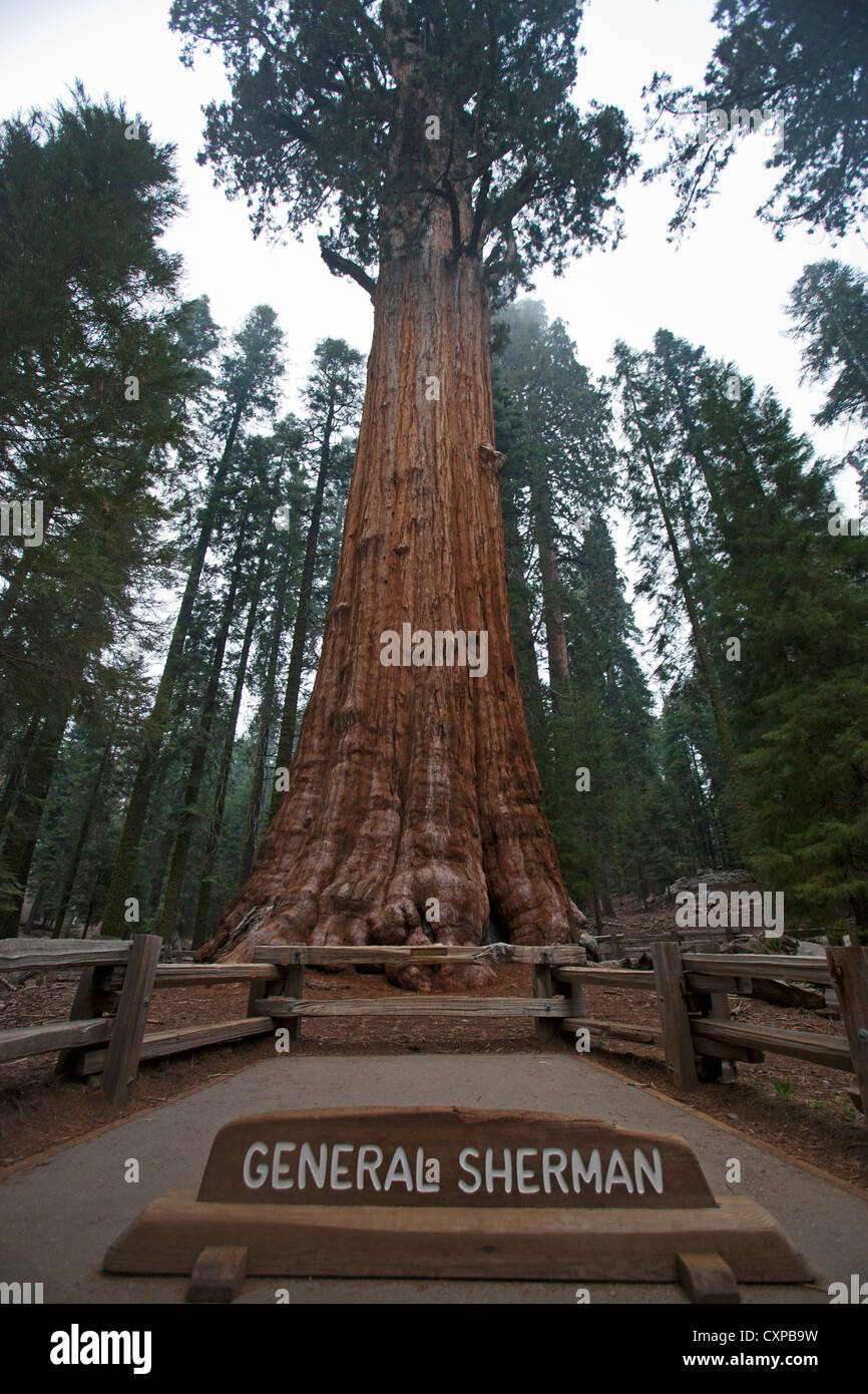General Sherman, un gigantesco albero di Sequoia (Sequoiadendron giganteum), Sequoia National Park, California, Stati Uniti d'America Foto Stock