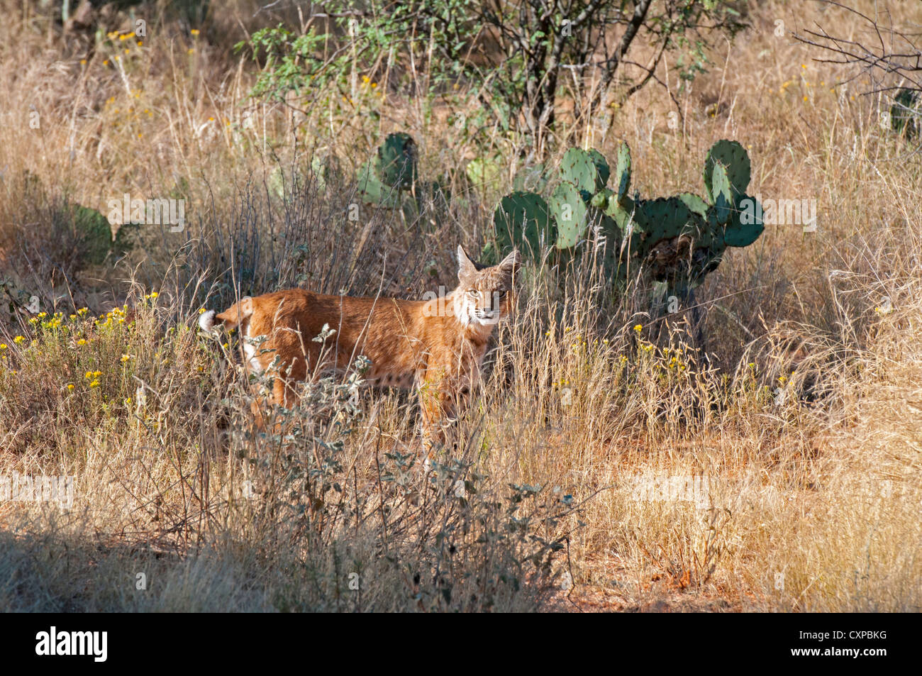 Bobcat Lynx rufus Tucson, Arizona, Stati Uniti 1 ottobre femmina adulta Felidae Foto Stock