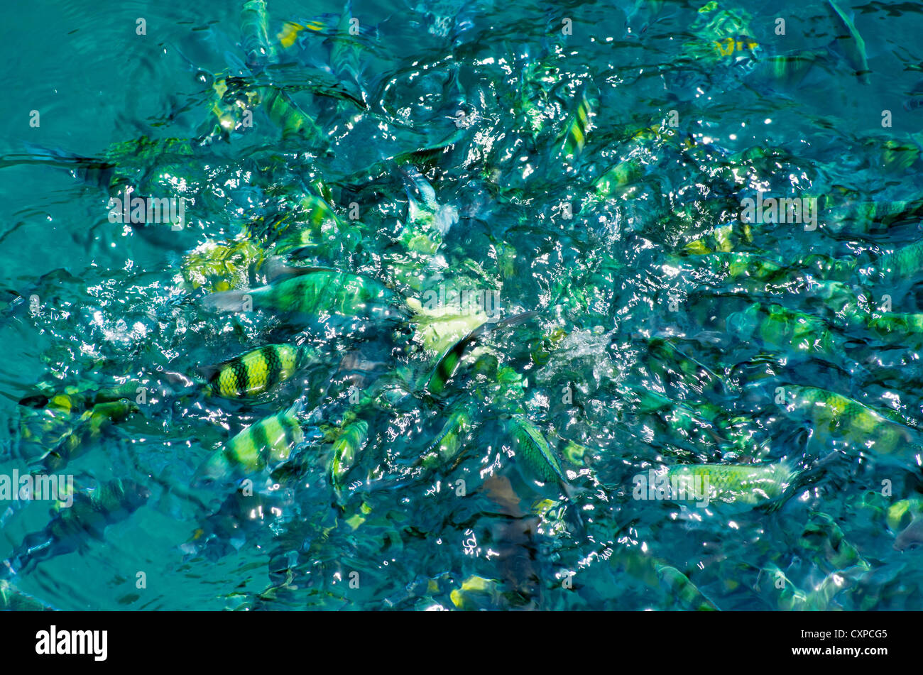 Alimentazione di pesce di mare in acqua blu Foto Stock