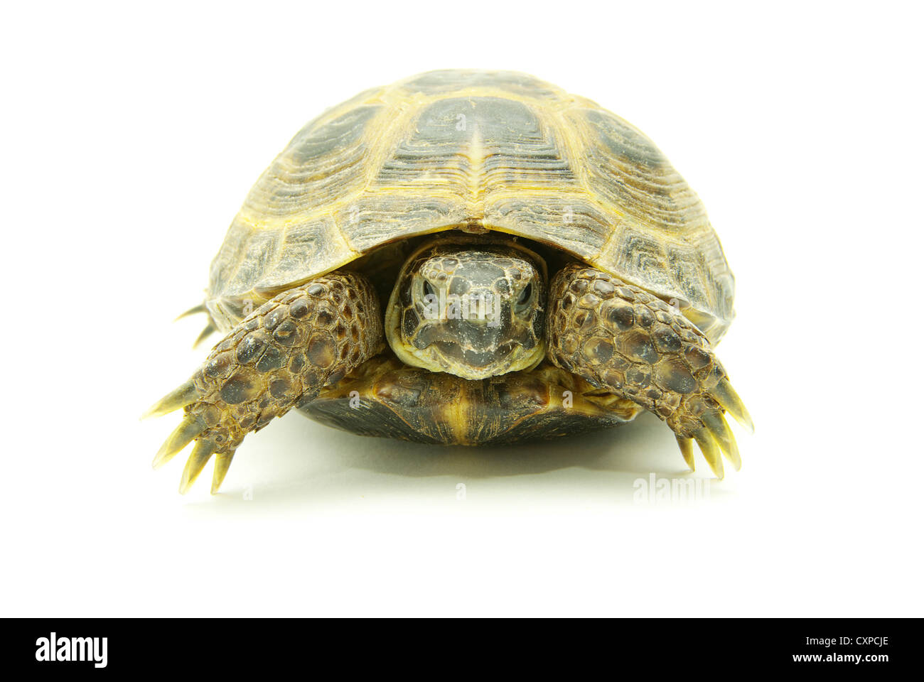 Tartaruga rettile isolato su bianco Foto Stock