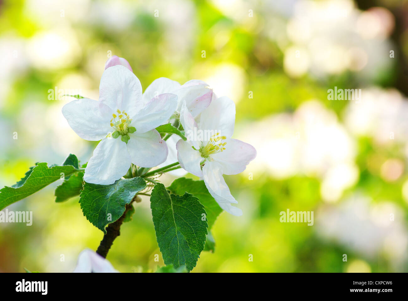 Close up di apple-tree blossoms Foto Stock