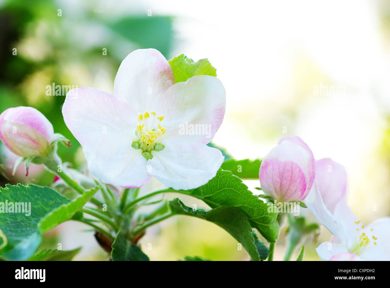 Close up di apple-tree blossoms Foto Stock