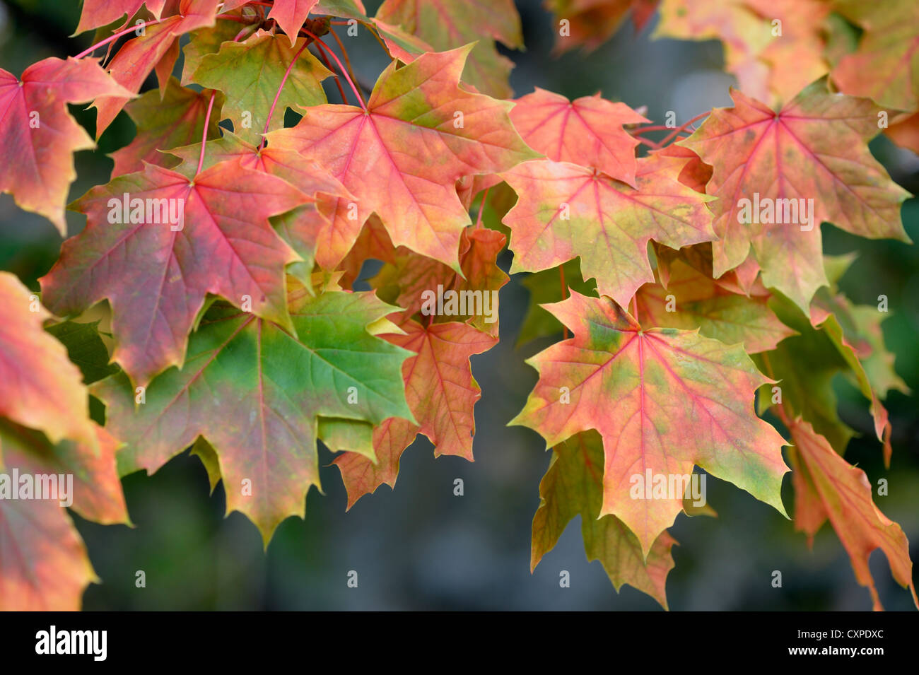 Norvegia (acero Acer platanoides) Foto Stock