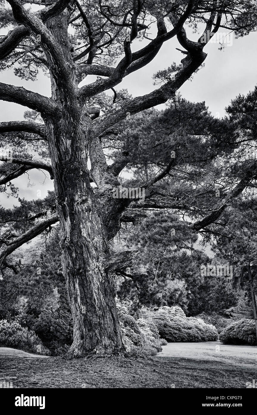 Giardini di pietra di Muckross House, Killarney Kerry County, Irlanda. Foto Stock