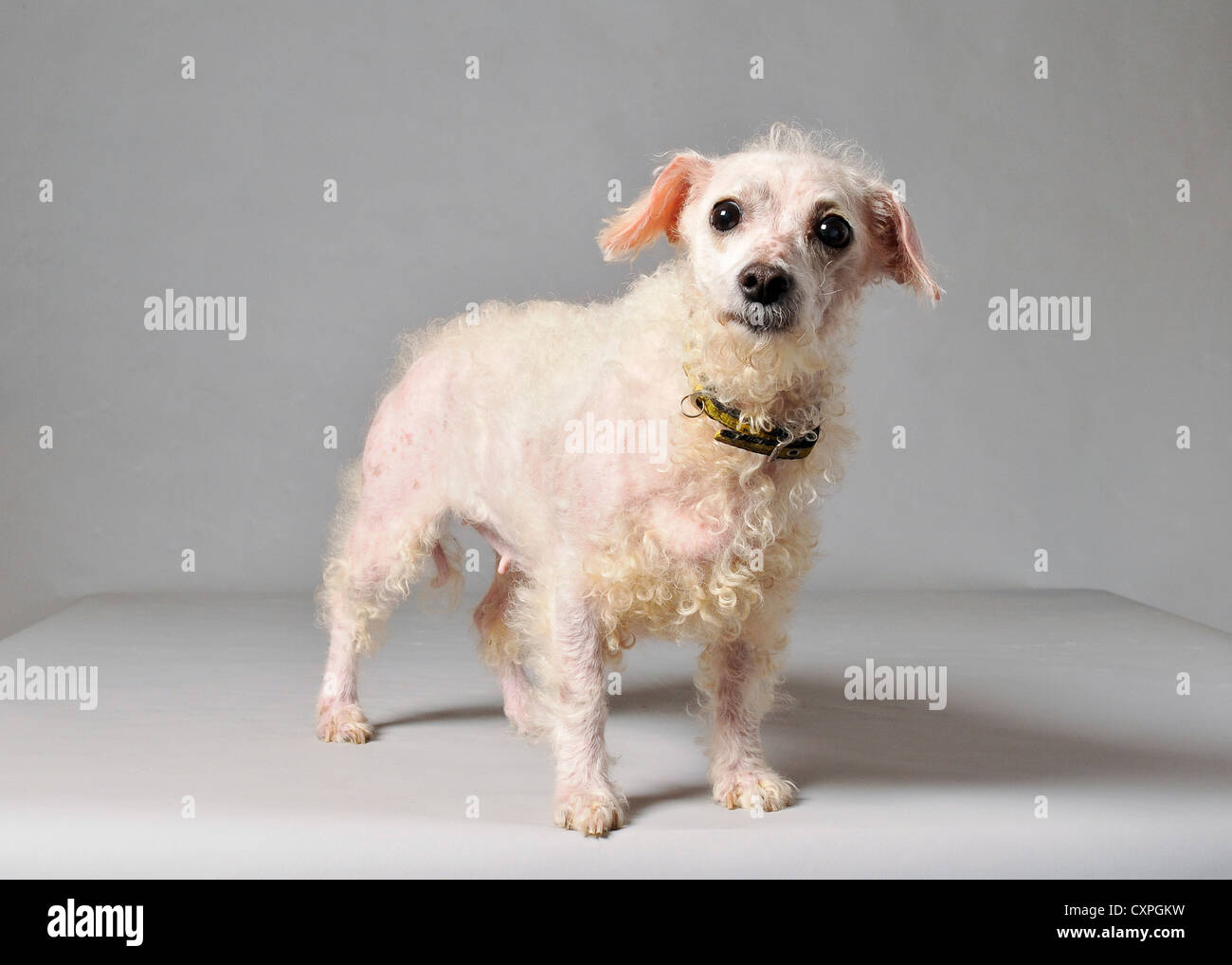 Una bianca croce vecchia razza di cani Mongrel cercando il vecchio e sporco. Foto Stock
