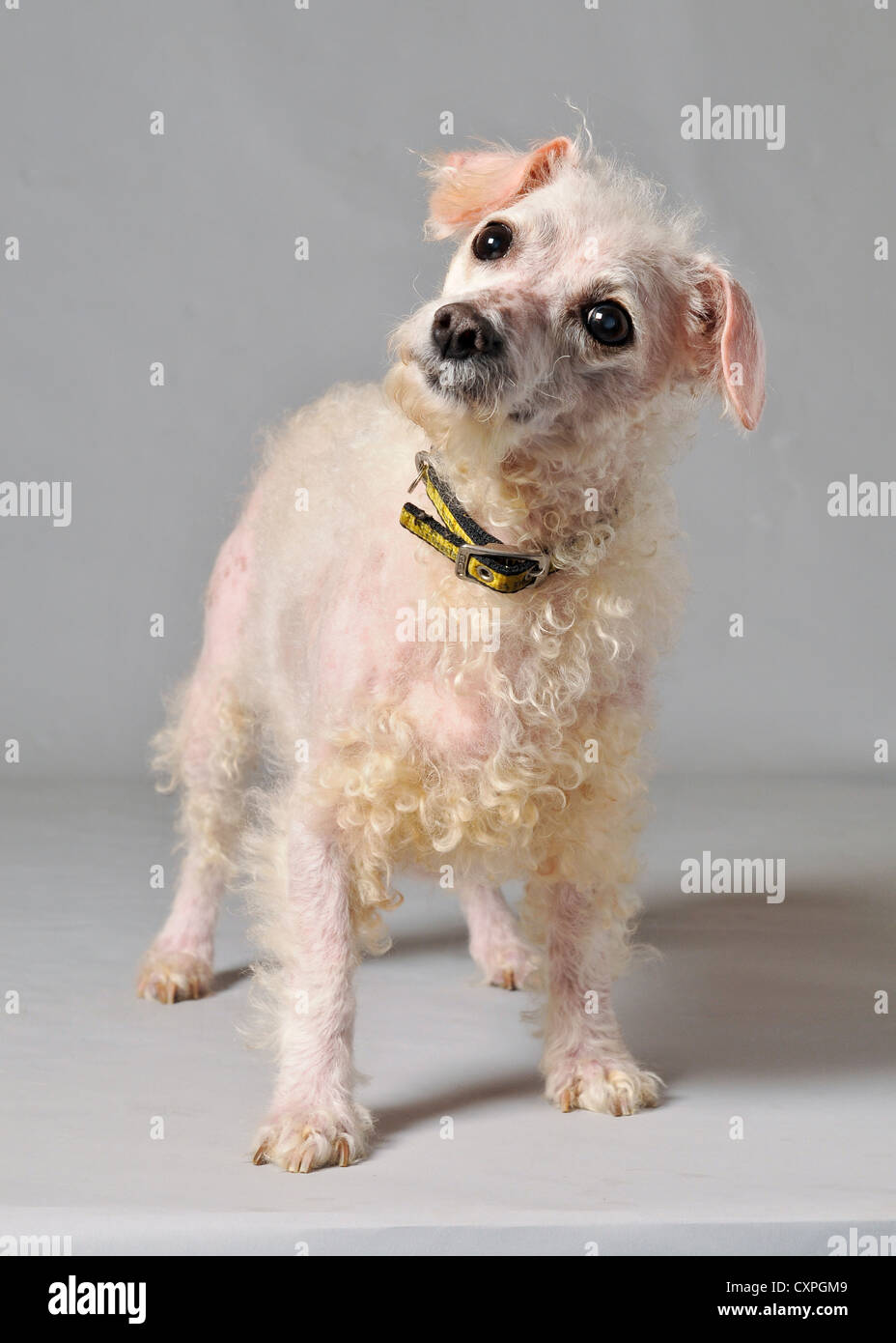 Una bianca croce vecchia razza di cani Mongrel cercando il vecchio e sporco. Foto Stock