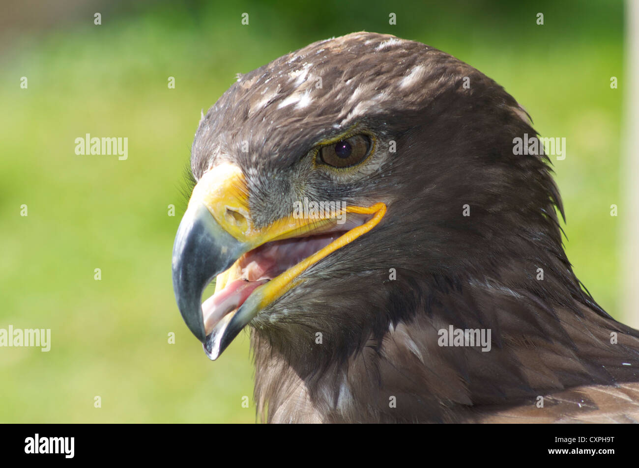 Golden Eagle con la linguetta che mostra presso la Scuola di inglese di falconeria e Centro Rapaci in Penzance Inghilterra Foto Stock