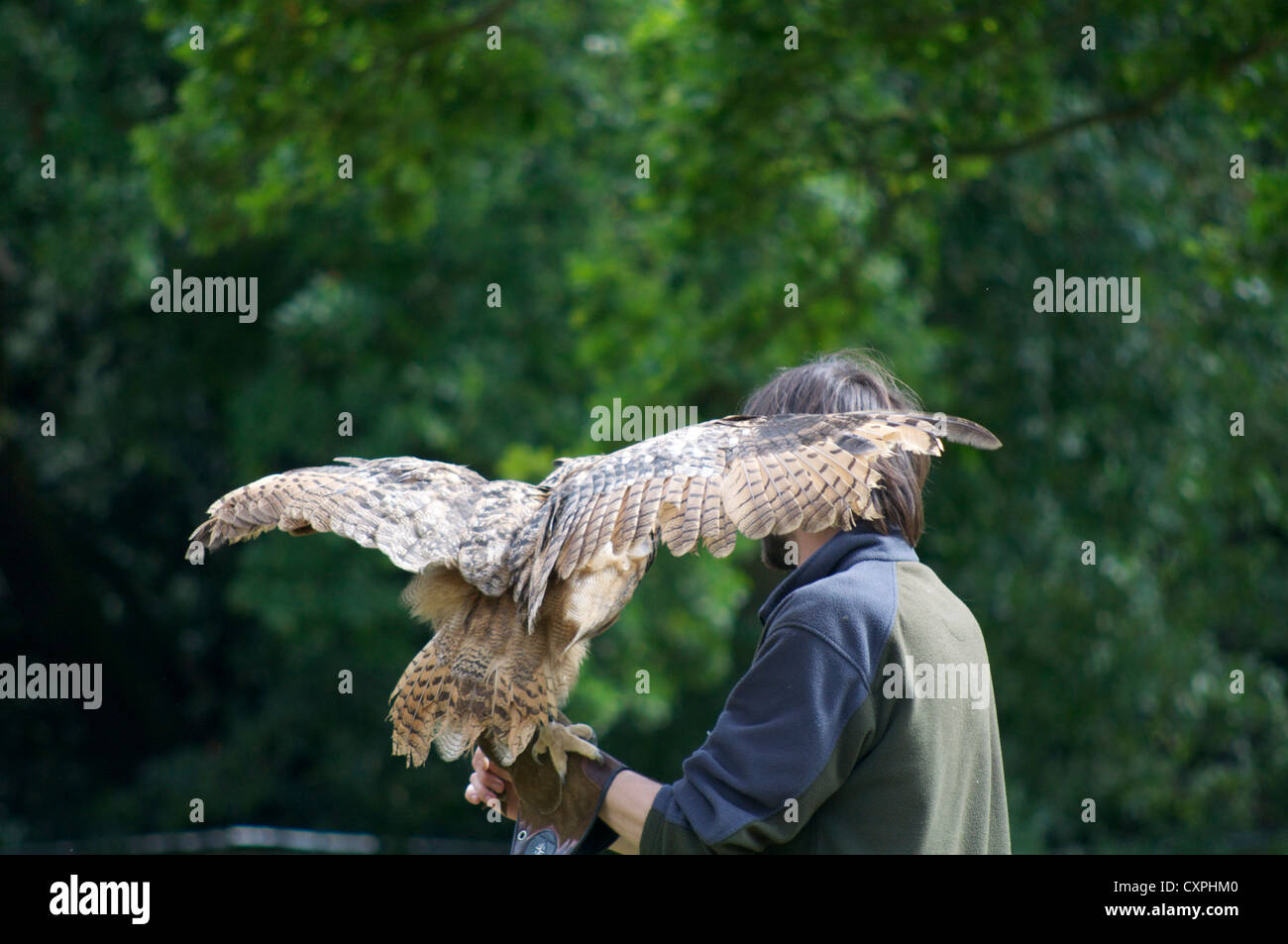 Owl diffondere le sue ali sulla sfida con trainer Foto Stock