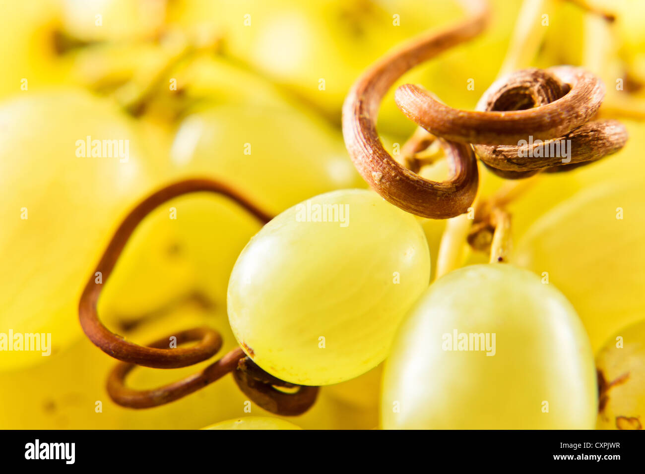 Close-up di un grappolo di uva. DOF poco profondo. Foto Stock