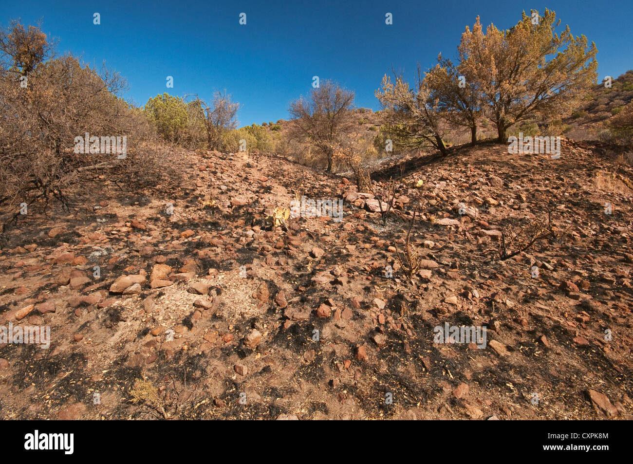 Bruciò pinyon juniper-boschi di quercia area in Davis montagne del Parco Statale, vicino a Fort Davis, Texas, Stati Uniti d'America Foto Stock