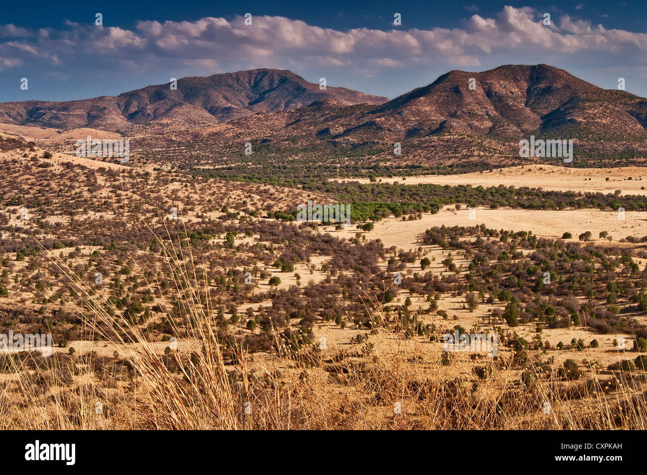 Limpia Mountain e Blue Mountain in Davis montagne, visto dalla strada statale 118 al tramonto, vicino a Fort Davis, Texas, Stati Uniti d'America Foto Stock