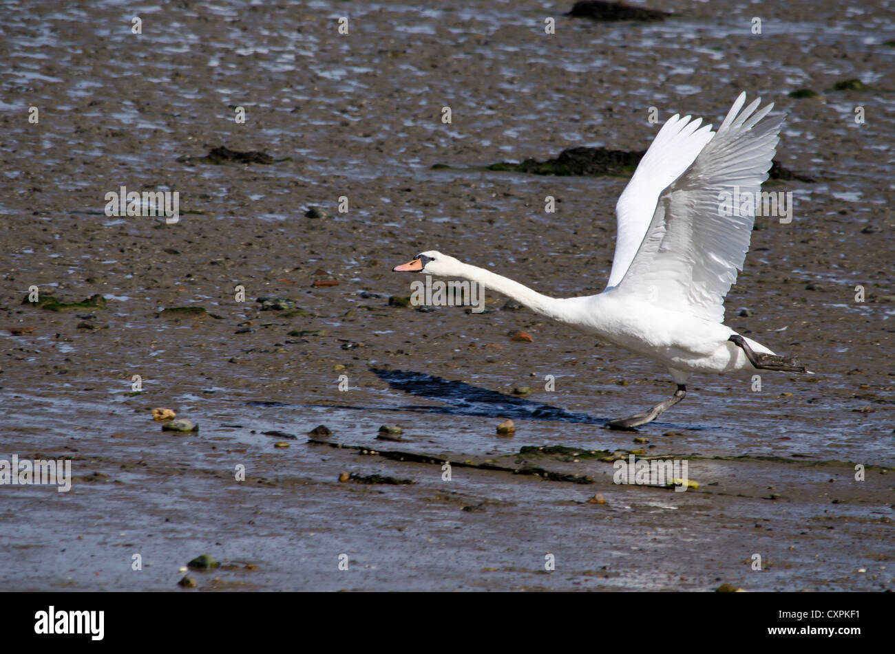 Uno Swan cygnus olor che sta per decollare lungo il letto del fiume uk Foto Stock