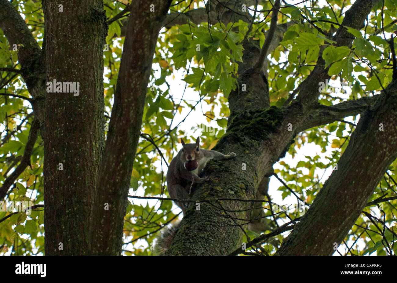 Scoiattolo in un albero a King Edward VII Park, Wembley, London, England, Regno Unito Foto Stock