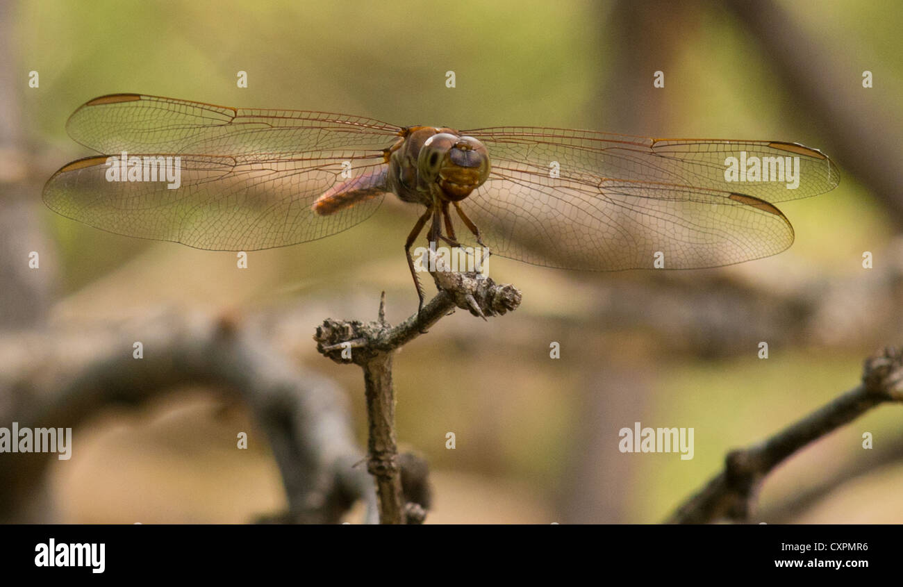 Libellula su ramoscello, parco nazionale di Big Bend, Texas. Foto Stock