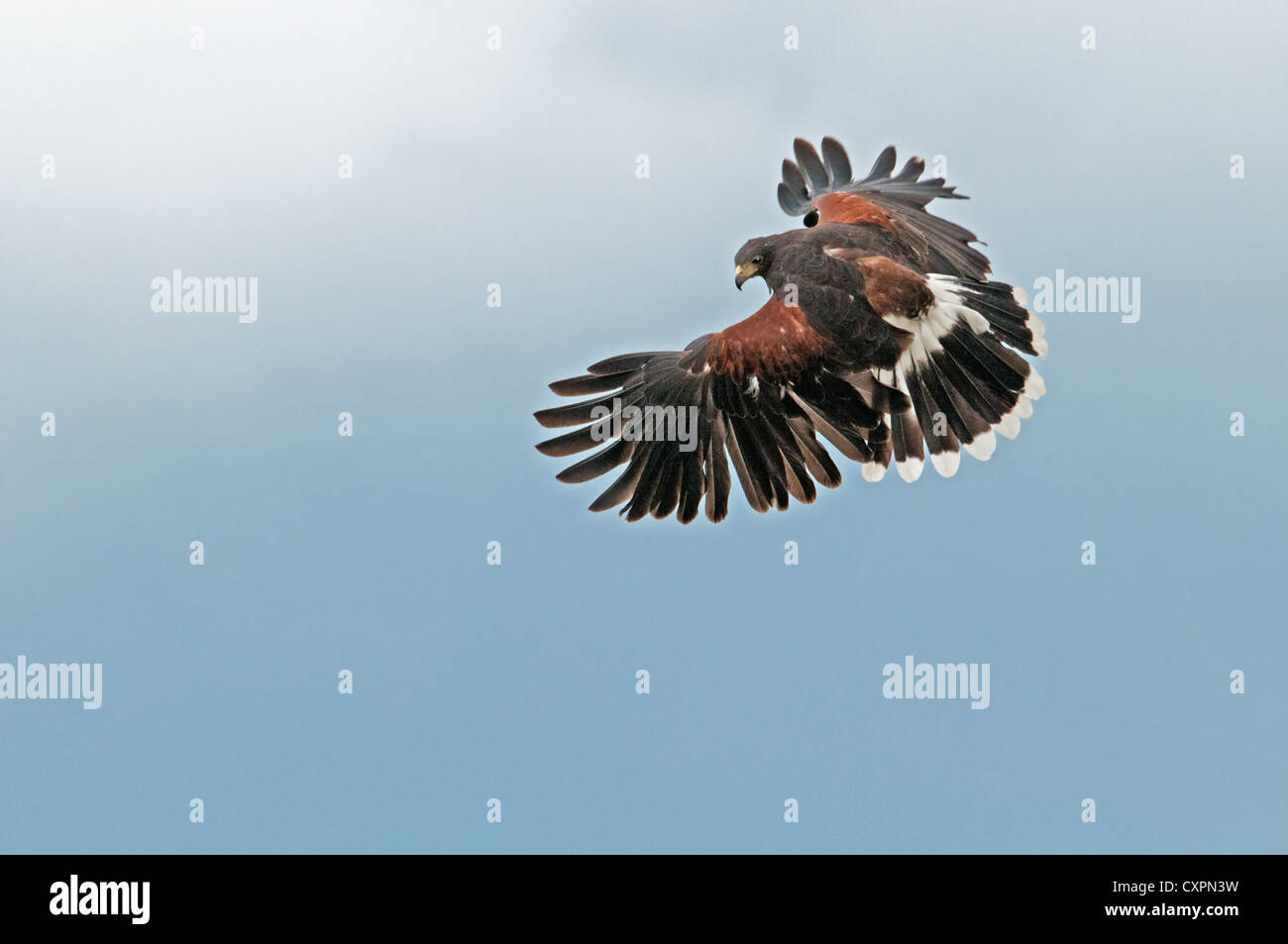 Falco di Harris Parabuteo unicinctus in volo. Regno Unito Foto Stock
