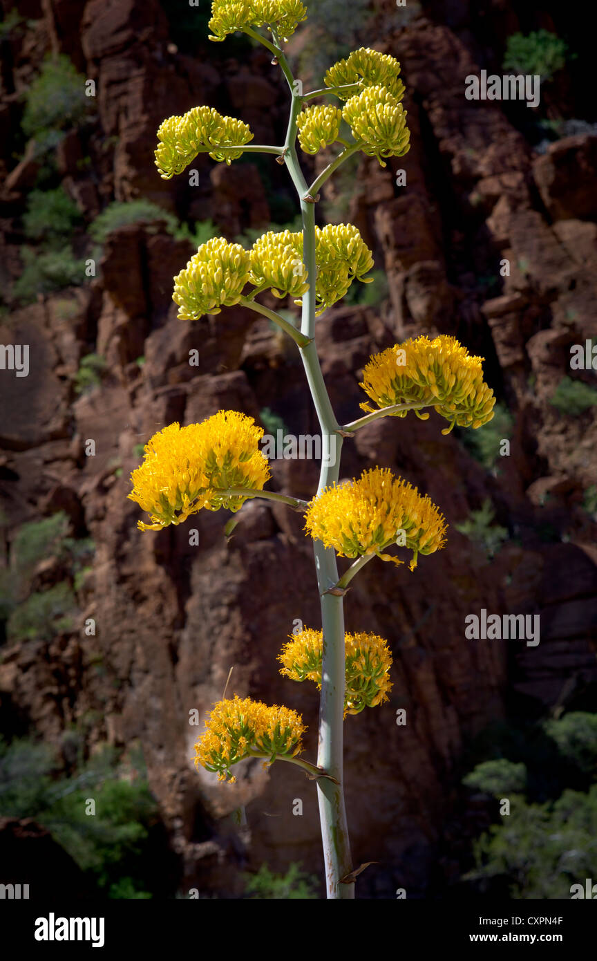 Agave fiore. Superstion montagne, Arizona deserto di fiori selvaggi in primavera Foto Stock