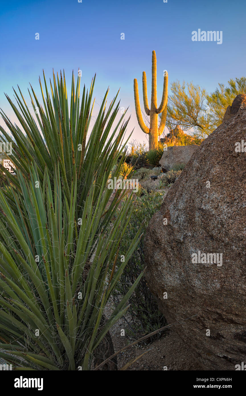 Il giardino dei cactus con desert cactus Saguaro a sunrise. Deserto Sonoran, Arizona Foto Stock