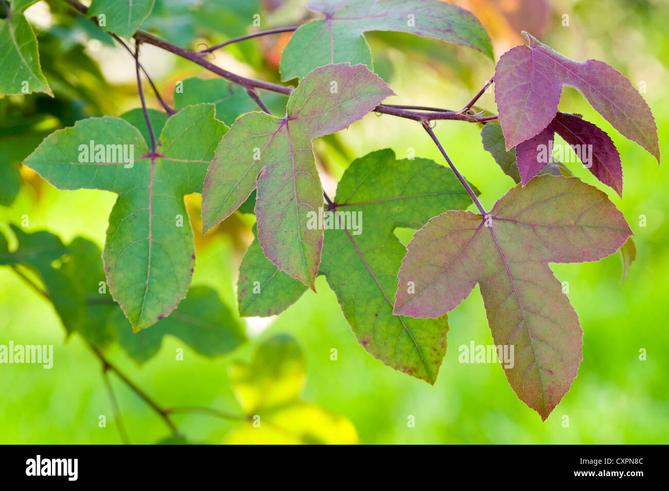 Liquidambar Styraciflua Acalycina foglie su un ramo in inizio autunno Foto Stock