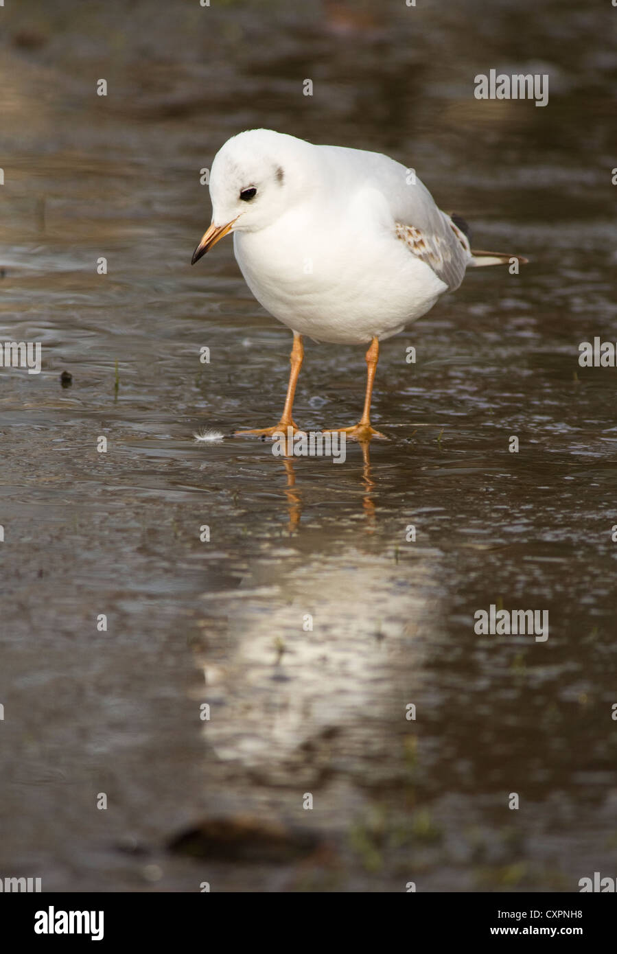 Un gabbiano comune (Larus canus) in Hyde Park, Londra Foto Stock