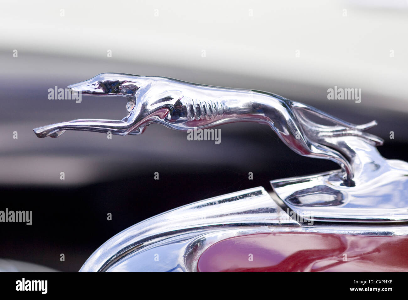 Ford Greyhound ornamento del cofano Foto Stock