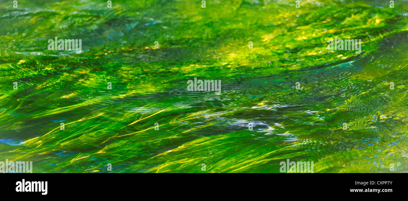 Erba in acqua di fiume, Amesbury, Wiltshire, Regno Unito Foto Stock