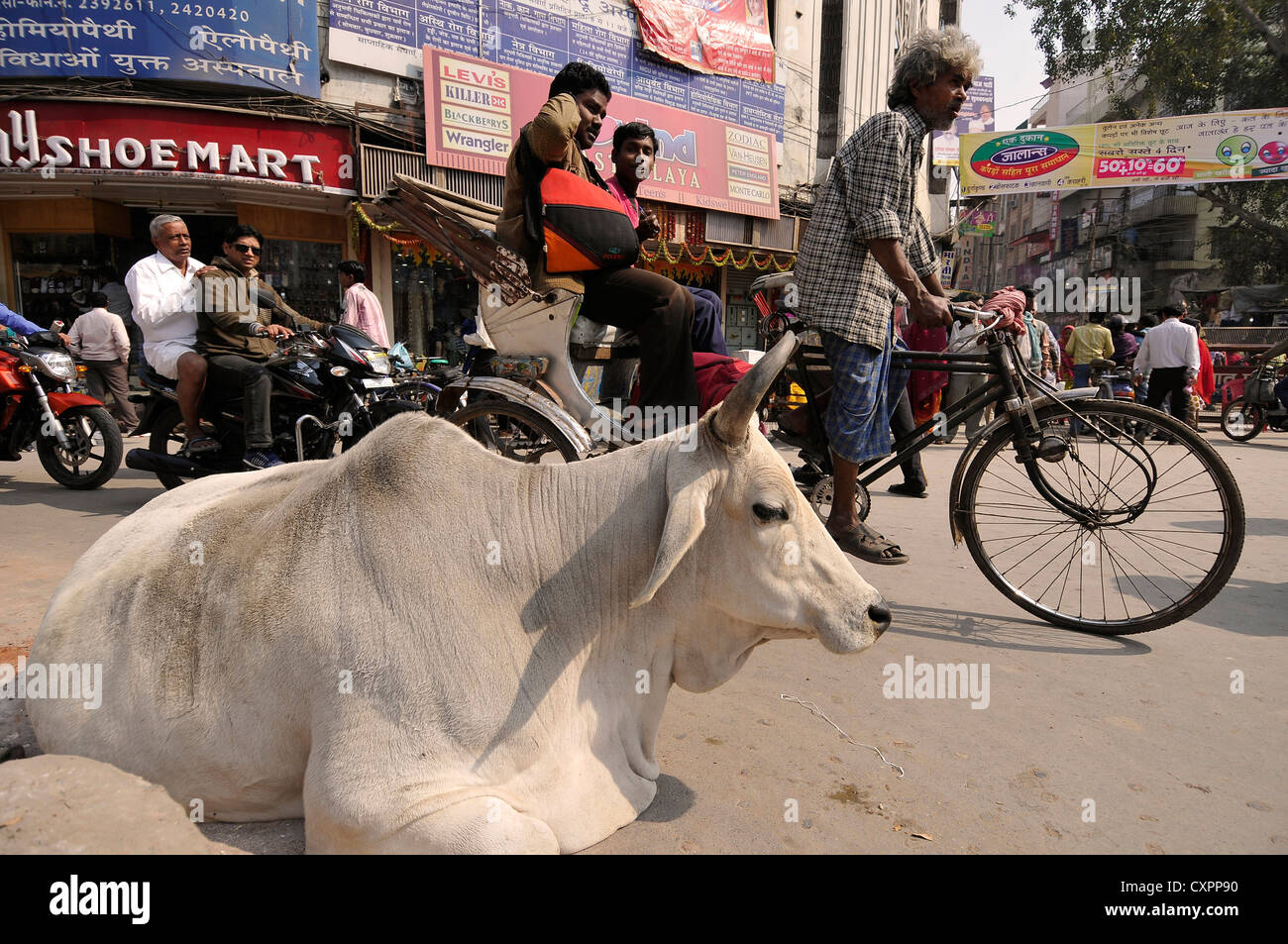 Asia India Uttar Pradesh Varanasi una vacca sacra Foto Stock