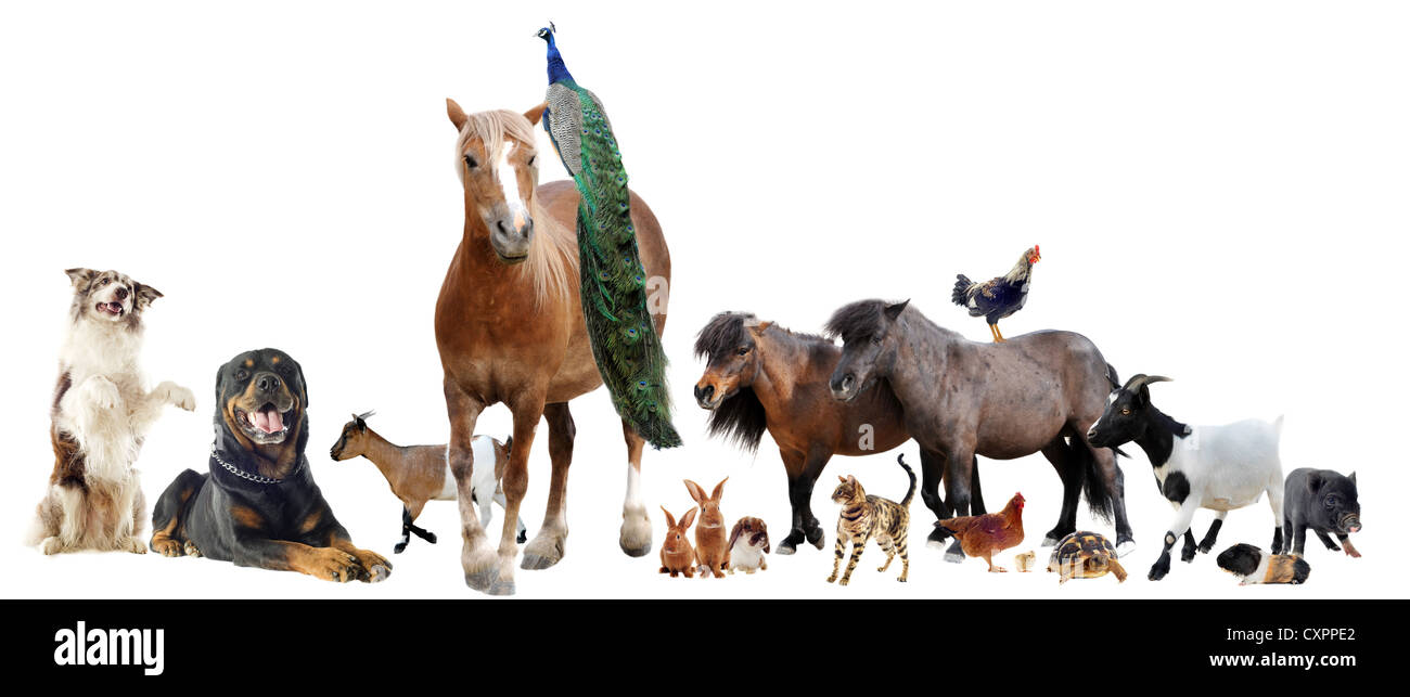 Gruppo di animali da fattoria di fronte a uno sfondo bianco Foto Stock