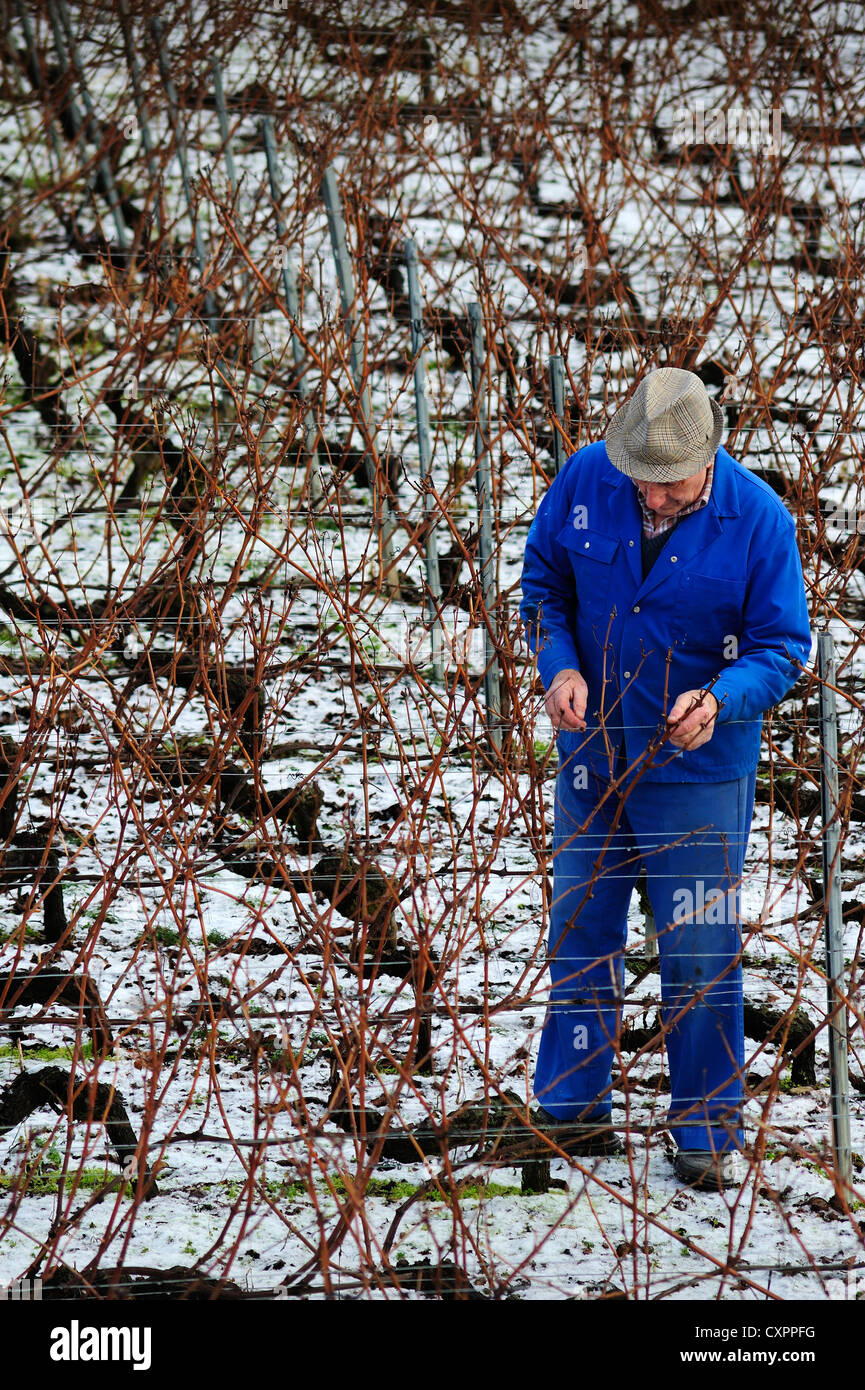 Un Swiss operaio della vigna nella potatura invernale del vigneto. Foto Stock