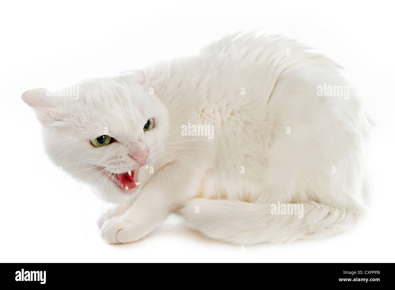 Arrabbiato gatto bianco davanti a uno sfondo bianco Foto Stock