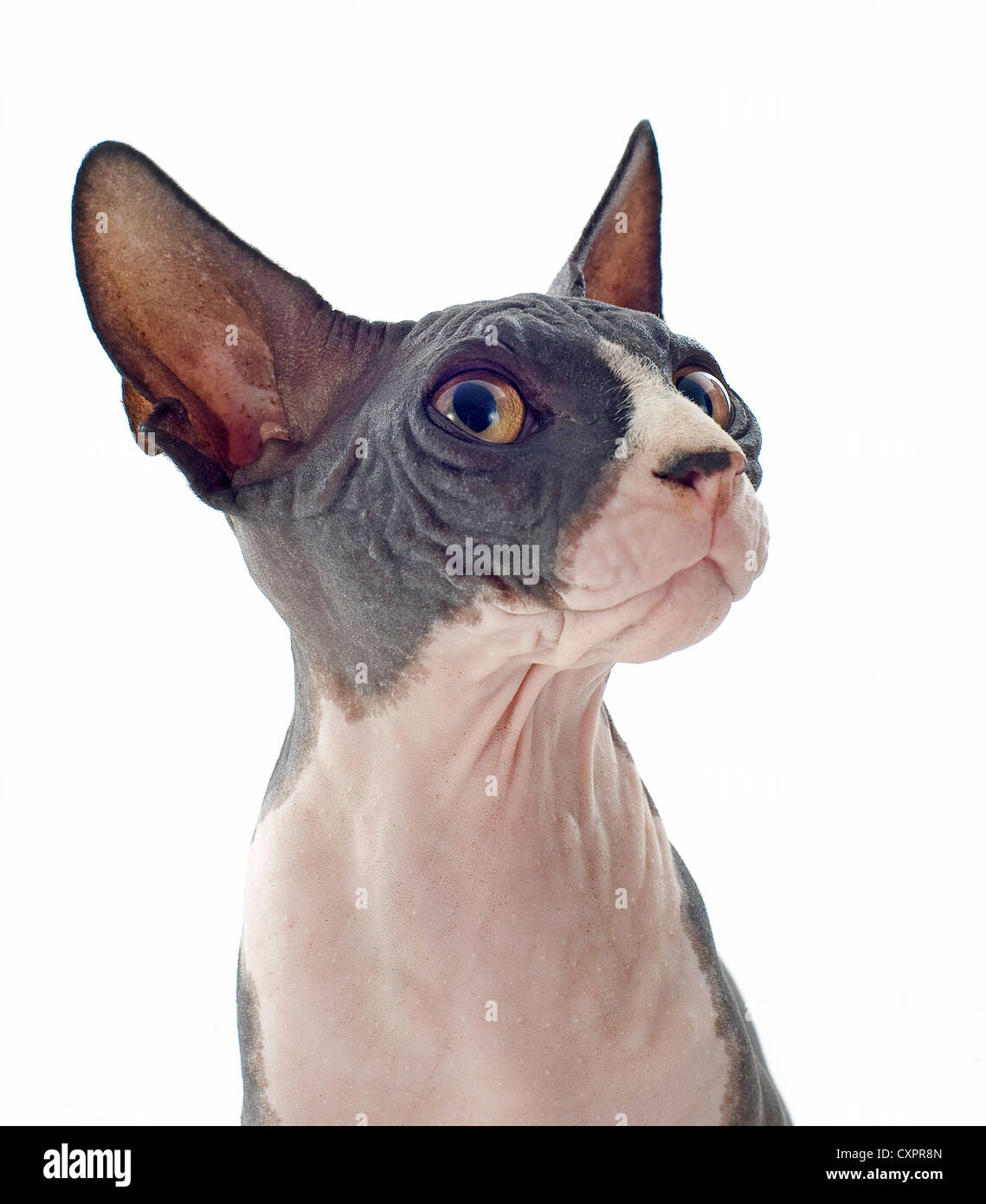 Splendida razza gatto sphynx davanti a uno sfondo bianco Foto Stock