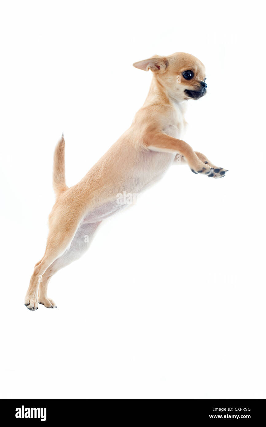 Ritratto di un simpatico jumping cucciolo chihuahua davanti a uno sfondo bianco Foto Stock