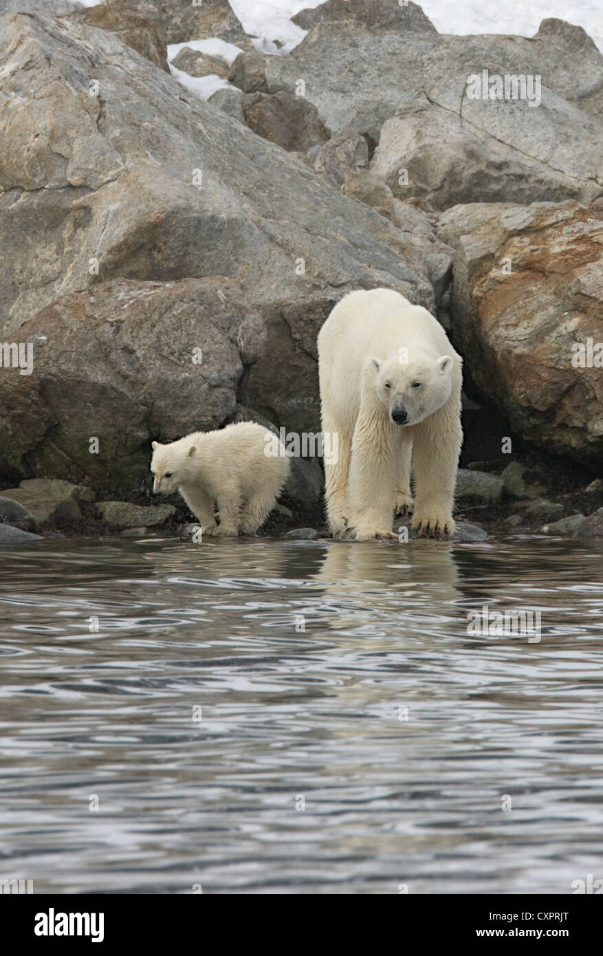 Orso polare con cub sull'isola Spitsbergen, Norvegia Foto Stock