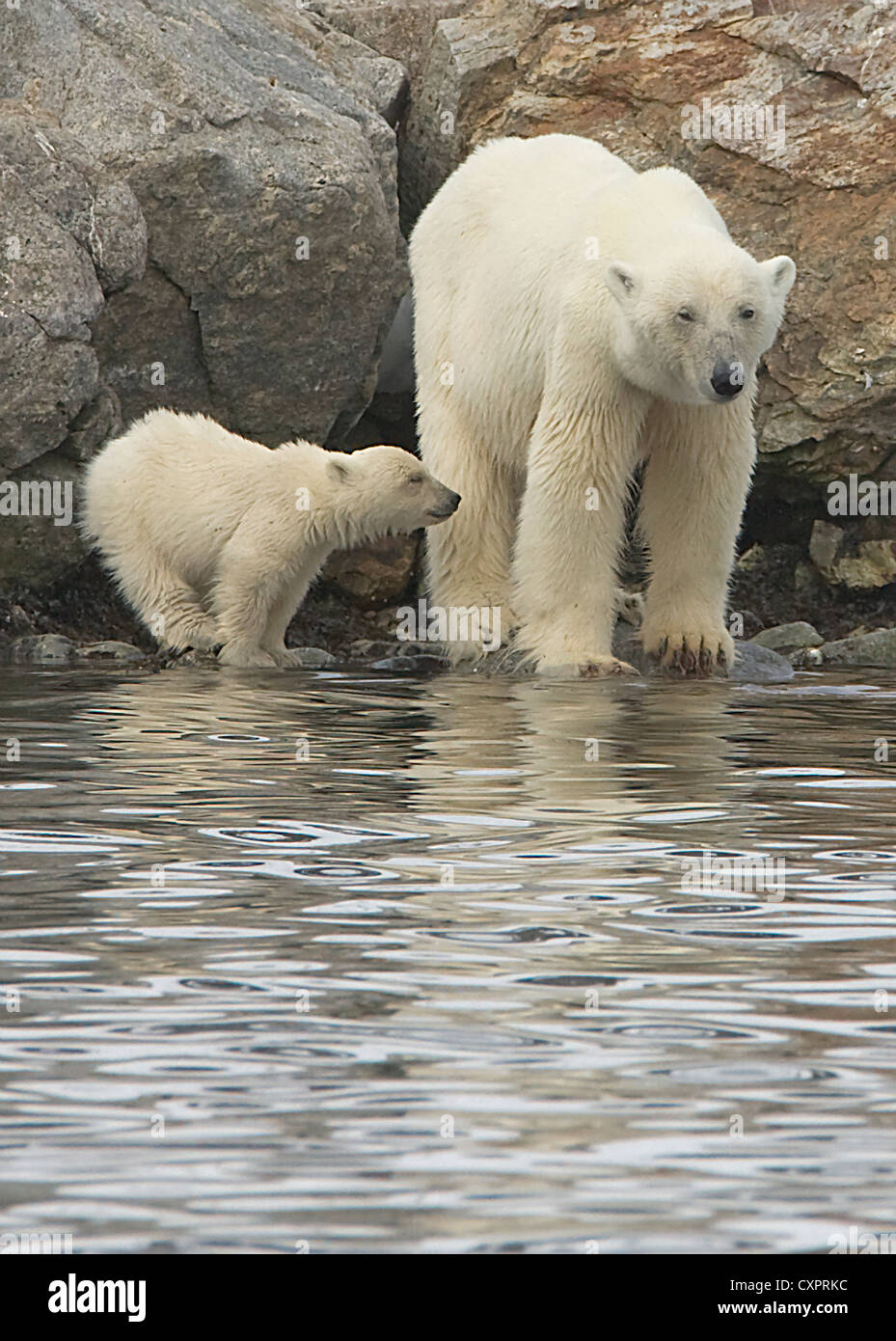 Orso polare con cub sull'isola Spitsbergen, Norvegia Foto Stock